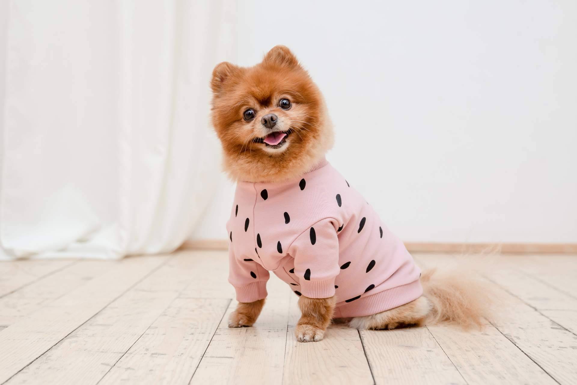 La ropa para perros; beneficios y recomendaciones para mejorar la salud de la mascota