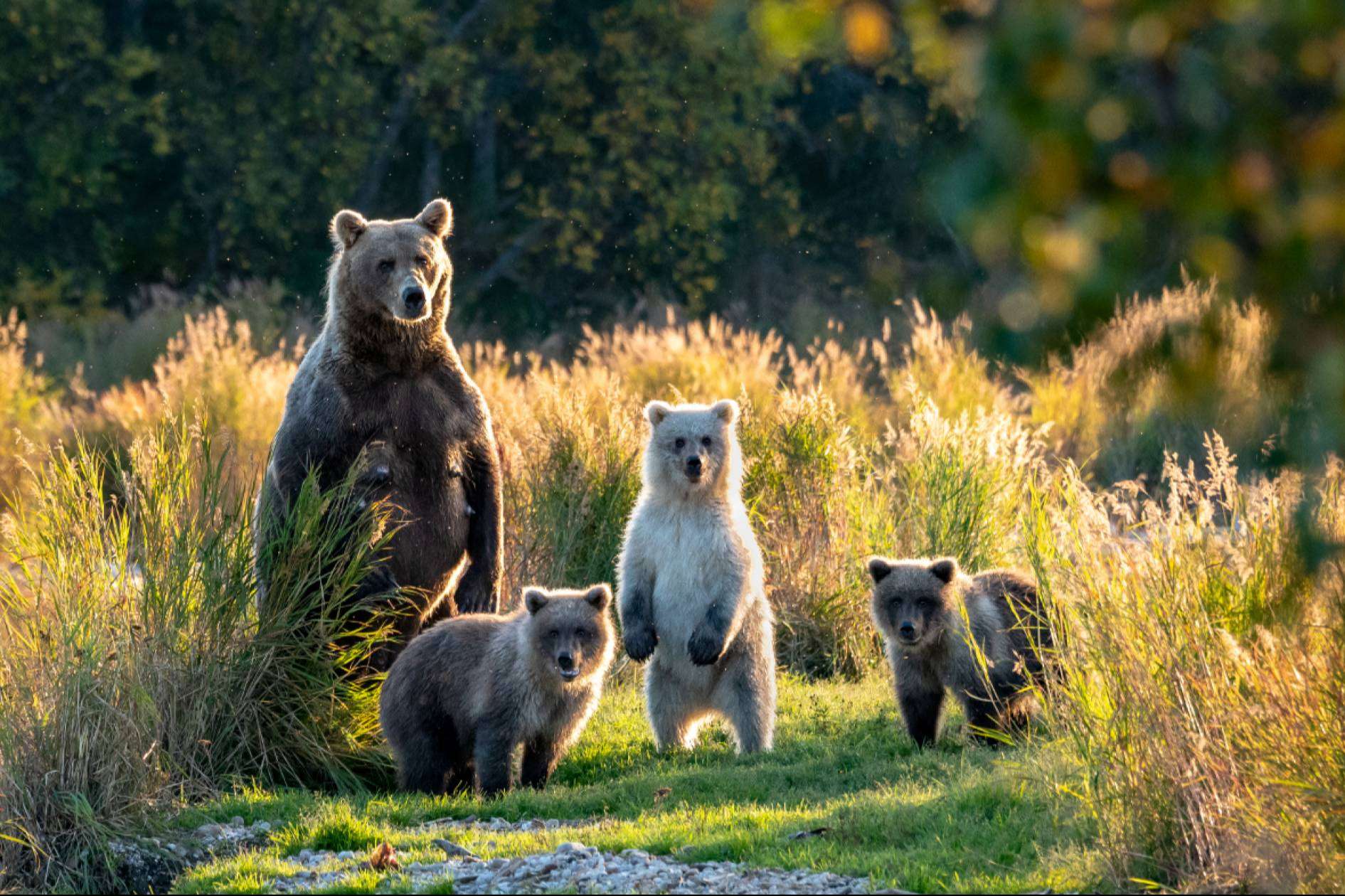 Viaje completo por Alaska con Holland America Line; Una experiencia inolvidable